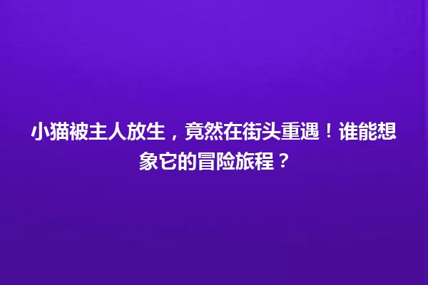 小猫被主人放生,竟然在街头重遇!谁能想象它的冒险旅程? 一
