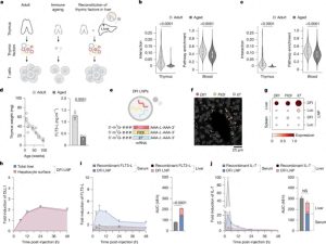 逆龄重启:mRNA如何激活免疫系统的年轻活力|2025科创要闻No.51