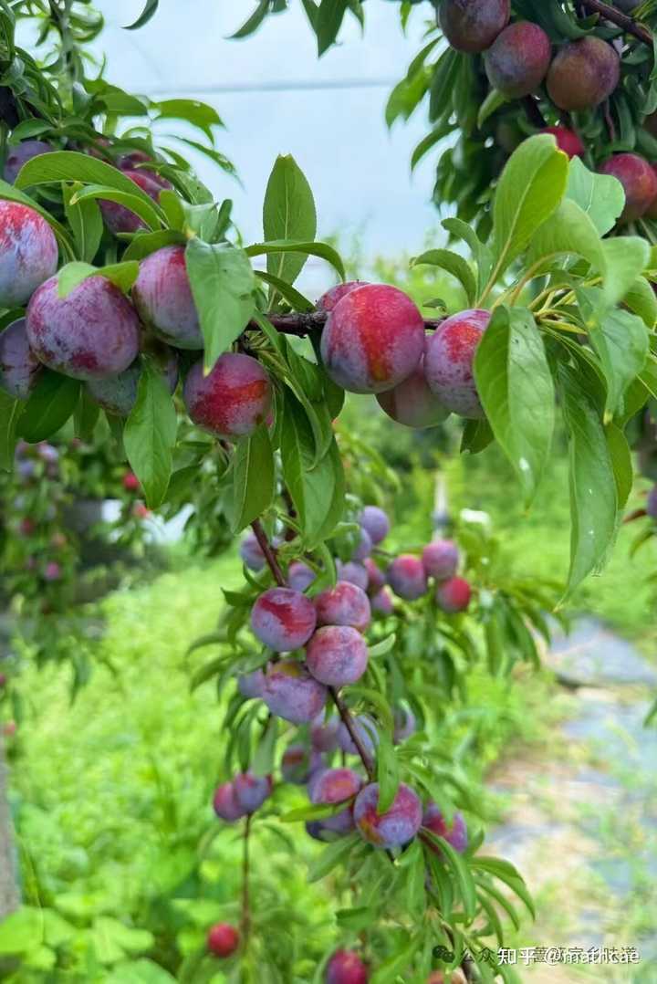 难怪你没见过哪个APP自称是AI编程开发的，像用cursor自动开发的那样！